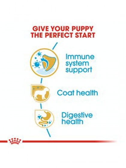 BHN POODLE PUPPY 3K_web4